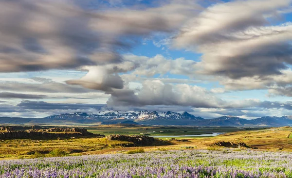 Pittoreska Landskap Med Skog Och Berg Island Vilda Blå Lupin — Stockfoto