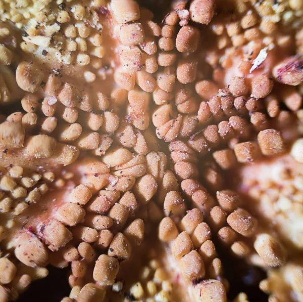 Mondo Microscopico Stella Marina Rossa Microscopio — Foto Stock