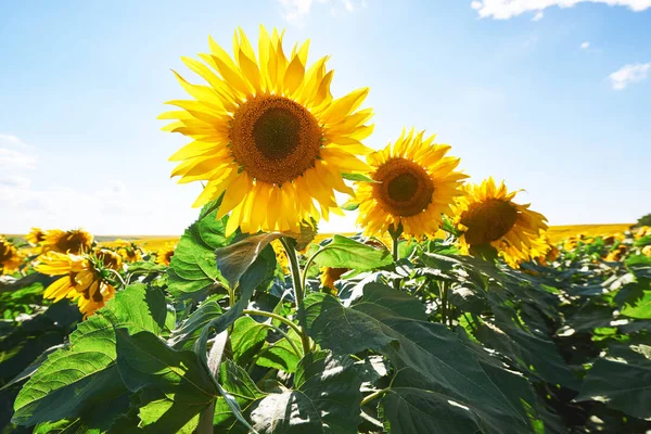 Zonnebloemenveld Boven Bewolkte Blauwe Lucht Felle Zonnelampen — Stockfoto