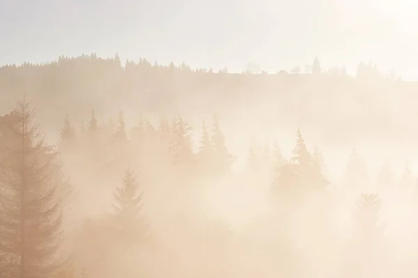 Lever Soleil Féerique Dans Paysage Forêt Montagne Matin Brouillard Sur — Photo