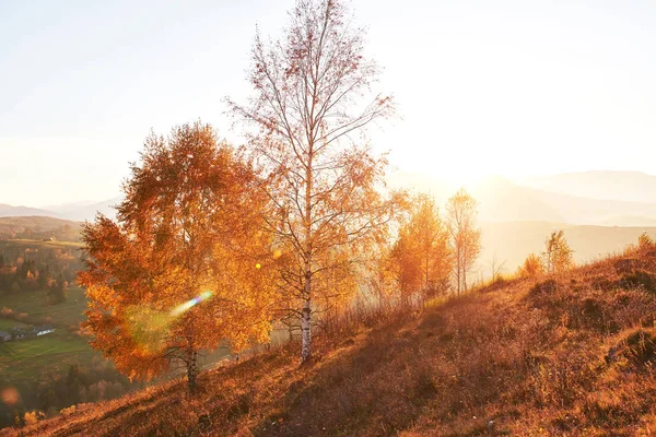 Berkenbos Zonnige Namiddag Terwijl Herfst Seizoen Herfst Landschap Locatie Plaatsen — Stockfoto