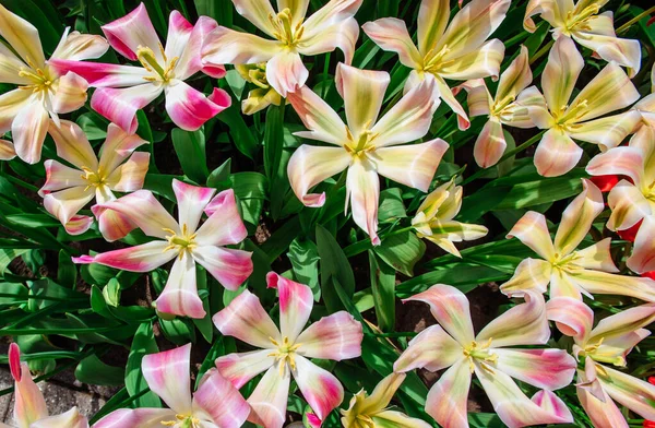 Yaban Çiçekleri Tarlası Bahar Manzarası Hollanda — Stok fotoğraf