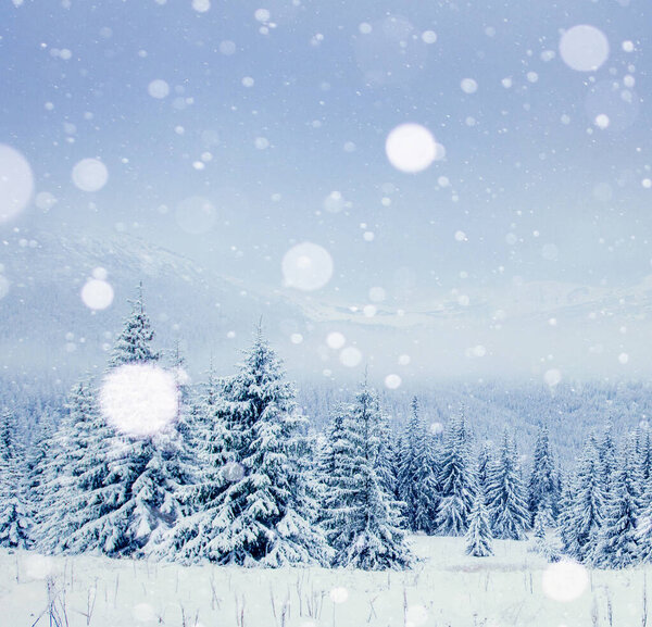 Winter tree in snow. Carpathian, Ukraine, Europe. Bokeh light effect, soft filter. Instagram toning effect