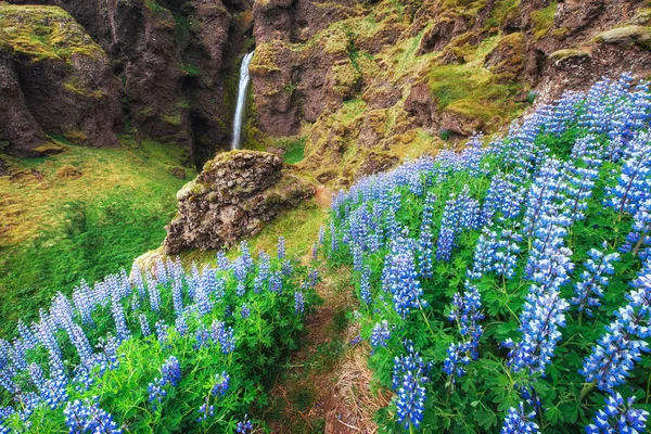 Malebnou Krajinu Lesy Hory Islandu Wild Modré Lupina Kvete Létě — Stock fotografie