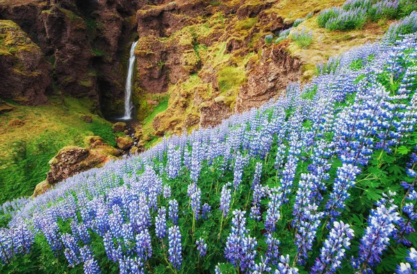 Malebnou Krajinu Lesy Hory Islandu Wild Modré Lupina Kvete Létě — Stock fotografie