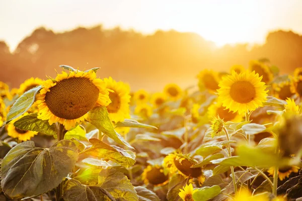 Zonnebloem Veld Bij Zonsondergang Gefilterde Instagram Effect — Stockfoto