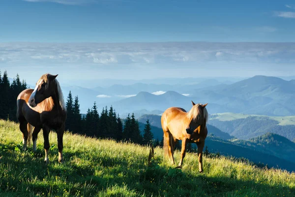 Herd Horses Mountains Fantastic Sunny Summer Day — Stock Photo, Image