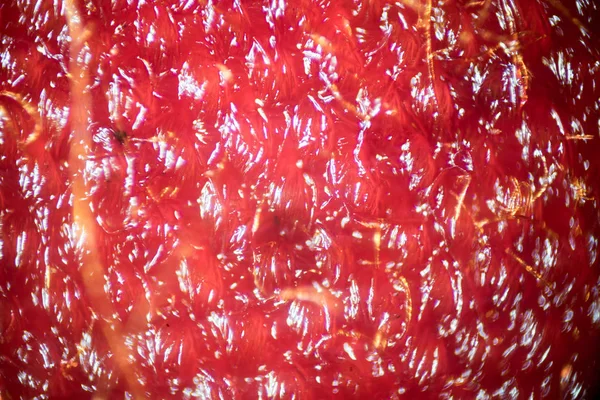 Immagine Microscopica Cellule Petali Fiore Viola — Foto Stock