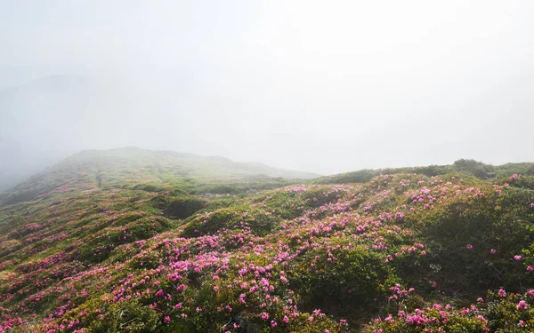 Rododendrony Kwitną Pięknym Miejscu Górach Mgła Niskie Chmury Kwitnące Rododendrony — Zdjęcie stockowe