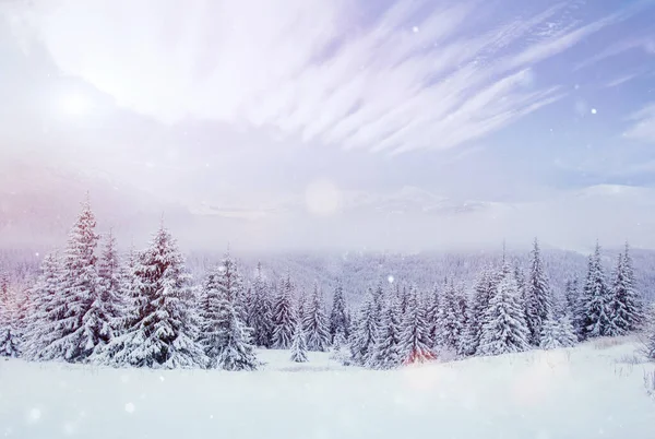 Misterioso Paisaje Invernal Majestuosas Montañas Invierno Bonita Niebla Espesa Árbol — Foto de Stock