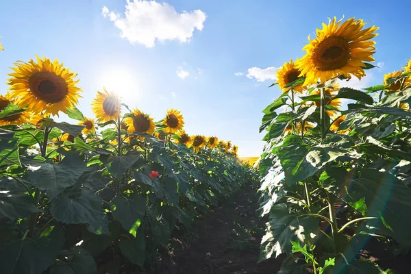 Zonnebloemenveld Boven Bewolkte Blauwe Lucht Felle Zonnelampen — Stockfoto