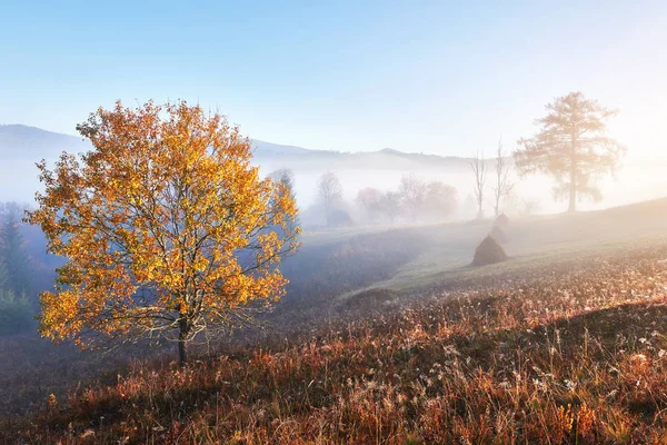 Lesklý Strom Svahu Kopce Slunečnými Trámy Horském Údolí Pokrytém Mlhou — Stock fotografie