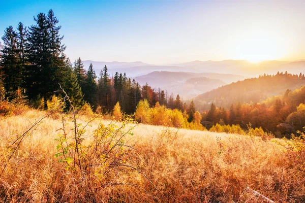 Highland Vegetatie Bescheiden Zomer Ongewoon Prachtige Kleuren Bloemen Herfst Voor — Stockfoto