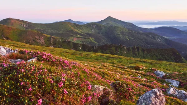 Rhododendron Blüht Einer Wunderschönen Lage Den Bergen Schöner Sonnenuntergang Blühende — Stockfoto