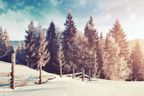 Misterioso Paisaje Invernal Majestuosas Montañas Invierno Árbol Mágico Cubierto Nieve — Foto de Stock
