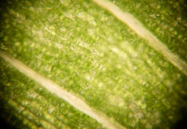 Monde Microscopique Cellules Foliaires Microscope Micrographie Feuille Sous Microscope Oxygène — Photo
