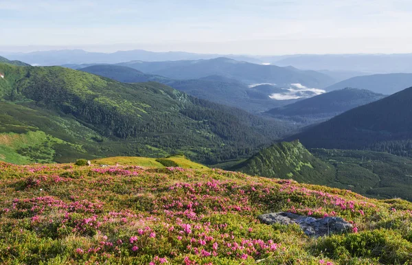 杜鹃在山上美丽的地方盛开 群山中的花朵 夏日阳光明媚 群山中盛开的杜鹃 戏剧化的不寻常场面 乌克兰喀尔巴阡山 — 图库照片