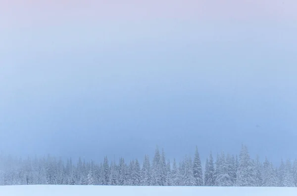 Bosque Invierno Congelado Niebla Pino Naturaleza Cubierto Nieve Fresca Cárpatos — Foto de Stock