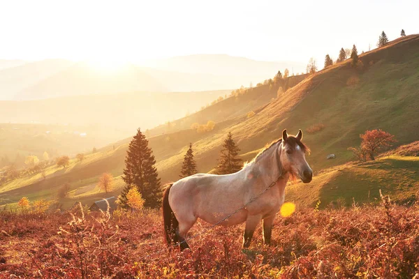 Bílý Arabský Kůň Pást Horském Svahu Při Západu Slunce Oranžových — Stock fotografie