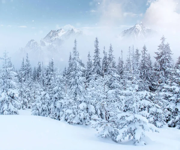Tajemný Zimní Krajina Majestátní Hory Zimě Pěkná Hustá Mlha Kouzelný — Stock fotografie