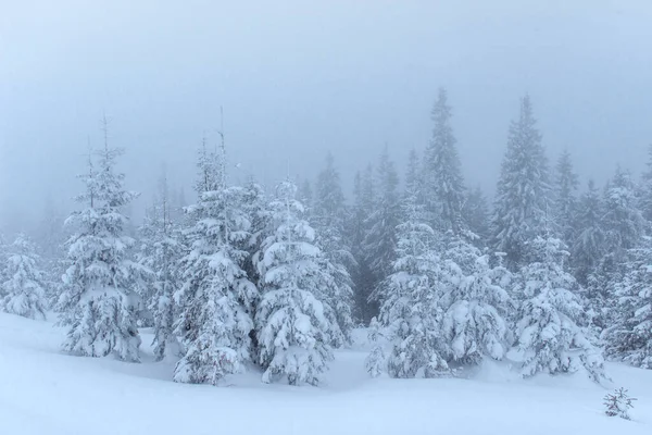 Foresta Invernale Congelata Nella Nebbia Pino Natura Ricoperto Neve Fresca — Foto Stock