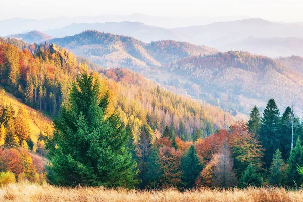 Highland Vegetatie Bescheiden Zomer Ongewoon Prachtige Kleuren Bloemen Herfst Voor — Stockfoto