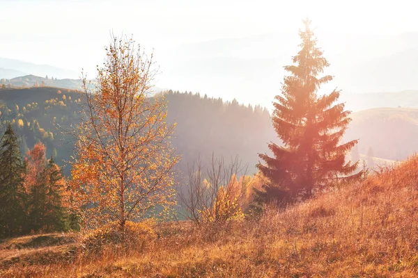 Las Brzozowy Słoneczne Popołudnie Podczas Jesiennego Sezonu Jesienny Krajobraz Miejsce — Zdjęcie stockowe