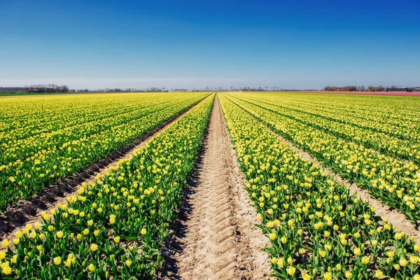 荷兰美丽的郁金香地 — 图库照片