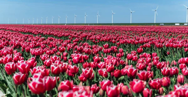 Prachtig Tulpenveld Nederland Nederland — Stockfoto