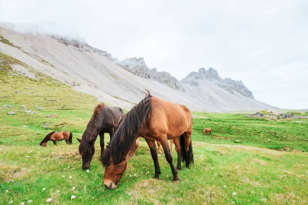 Charmante Islandpferde Auf Einer Weide Mit Bergen Hintergrund — Stockfoto