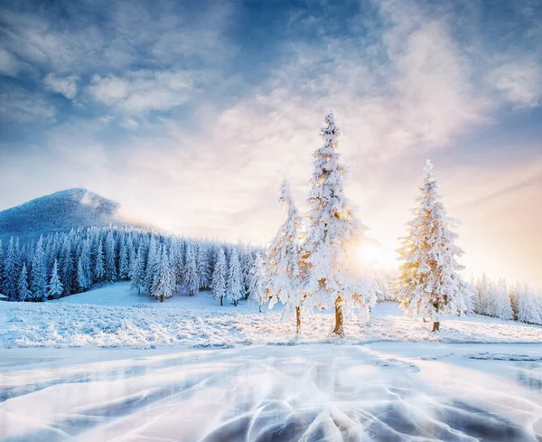 Kış mevsiminin esrarengiz manzarası kışın görkemli dağları. Sihirli kar kaplı ağaç. Önde kış gölü dondu. Bokeh ışık efekti, yumuşak filtre. Karpatyalı. Ukrayna. Avrupa