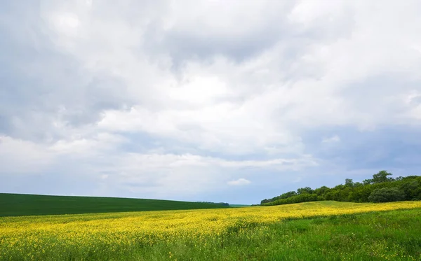 Pole Jasnożółtego Rzepaku Wiosną Nasiona Rzepaku Brassica Napus — Zdjęcie stockowe