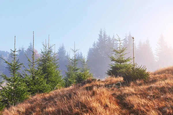 Niebla Mañana Arrastra Con Restos Bosque Montaña Otoño Cubierto Hojas —  Fotos de Stock