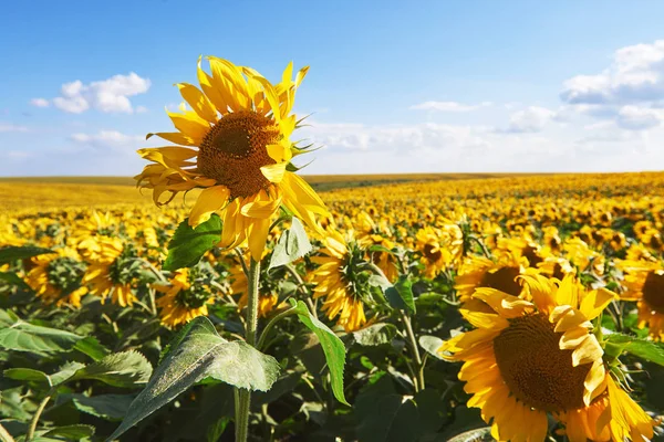 Zonnebloemenveld Boven Bewolkte Blauwe Lucht Felle Zonnelampen — Stockfoto