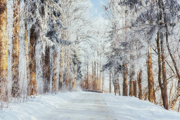 Estrada Inverno Cena Dramática Cárpatos Ucrânia Europa — Fotografia de Stock