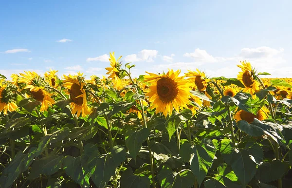 Zonnebloemenveld Boven Bewolkte Blauwe Lucht Felle Zonnelampen — Stockfoto