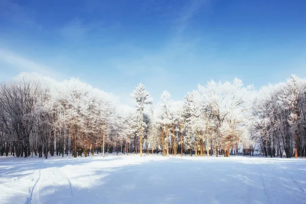 Деревья Холодный Зимний День Снег — стоковое фото