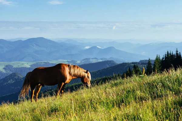 Stádo Koní Horách Fantastické Letní Slunečný Den — Stock fotografie
