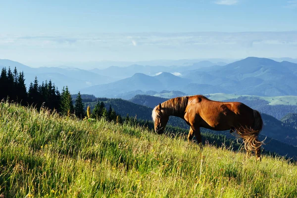 Herd Horses Mountains Fantastic Sunny Summer Day — Stock Photo, Image