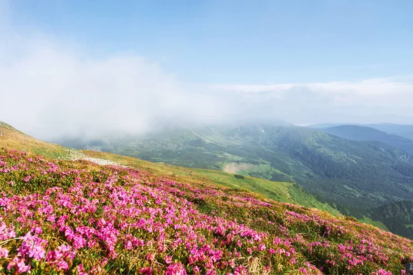 杜鹃在山上美丽的地方盛开 群山中的花朵 夏日阳光明媚 群山中盛开的杜鹃 戏剧化的不寻常场面 乌克兰喀尔巴阡山 — 图库照片