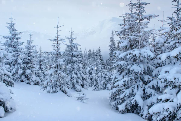 Zimní Krajina Stromy Plot Jinovatce Pozadí Trochou Měkkého Světla Sněhové — Stock fotografie