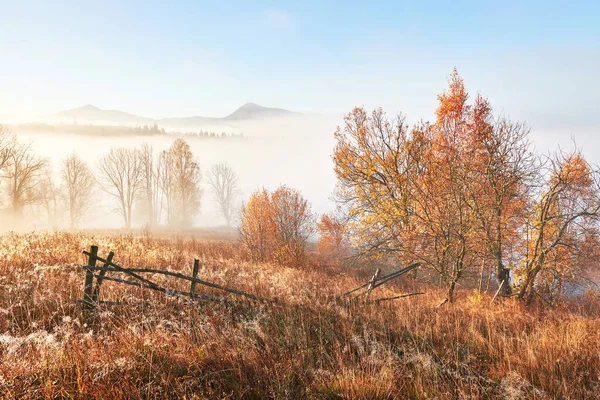 Majestic Landscape Autumn Trees Misty Forest Carpathian Ukraine Europe Beauty — Stock Photo, Image