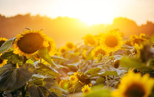 Zonnebloemen Tuin Zonnebloemen Hebben Overvloedige Voordelen Voor Gezondheid Zonnebloemolie Verbetert — Stockfoto