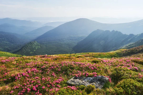 Ροδόδεντρα Ανθίζουν Μια Όμορφη Τοποθεσία Στα Βουνά Λουλούδια Στα Βουνά — Φωτογραφία Αρχείου