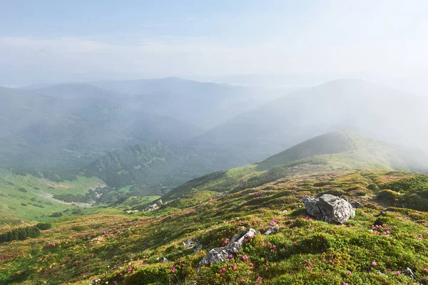 杜鹃在山上美丽的地方盛开 雾和低云 夏日阳光明媚 群山中盛开的杜鹃 戏剧化的不寻常场面 乌克兰喀尔巴阡山 — 图库照片