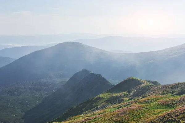 杜鹃在山上美丽的地方盛开 雾和低云 夏日阳光明媚 群山中盛开的杜鹃 戏剧化的不寻常场面 乌克兰喀尔巴阡山 — 图库照片