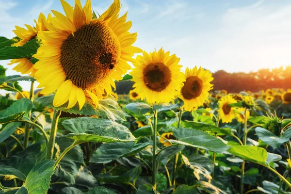 Zonnebloemen Tuin Zonnebloemen Hebben Overvloedige Voordelen Voor Gezondheid Zonnebloemolie Verbetert — Stockfoto