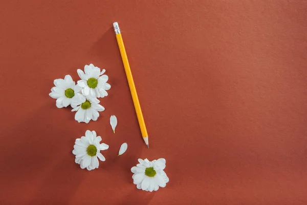 茶色の背景に白い花と鉛筆 — ストック写真