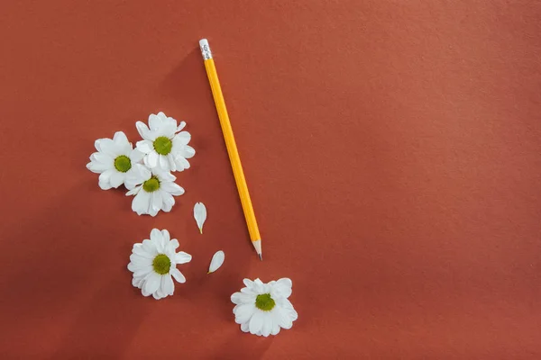 White Flowers Pencil Brown Background — Stock Photo, Image