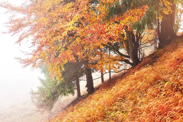 Sisli Ormanda Sonbahar Ağaçlarıyla Görkemli Bir Manzara Carpathian Ukrayna Avrupa — Stok fotoğraf